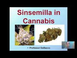 Sinsemilla In Cannabis Youtube