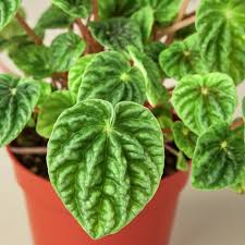 Image result for Peperomia molleri