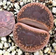 Image result for Pterodiscus aurantiacus