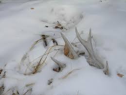 You're looking for a trophy, but someone else is looking for a snack. Shed Hunting 101 Mossy Oak