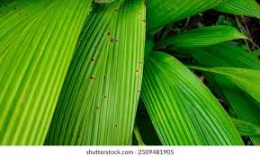 Image result for Molineria