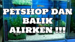 Akvaryumcudan aldığınız balık size bir torba içerisine su konmuş vaziyette teslim edilir. Hobihanem Petshopdan Balik Alirken Nelere Dikkat Edilmeli Youtube