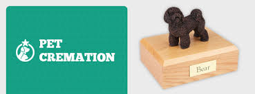 Guide To Pet Cremation How It Works What To Expect Agape