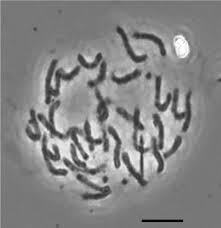 Image result for Impatiens purpureoviolacea