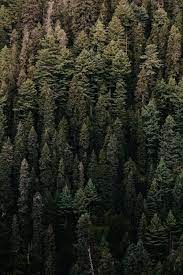 Wonderwall Forest By Zarak Khan Landscape Photography Forest Photography Landscape