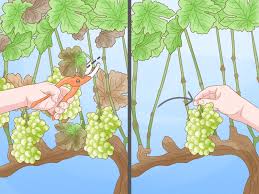 Image result for grape pruning