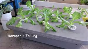Apalagi penanaman tanaman hidroponik ini bisa dilakukan di mana saja, dan memiliki banyak media yang dapat dimanfaatkan untuk hasil tanam yang baik. Hidroponik Takung Youtube