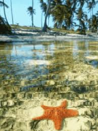 Play full screen, enjoy puzzle of the day and thousands more. Starfish Gif Download Share On Phoneky