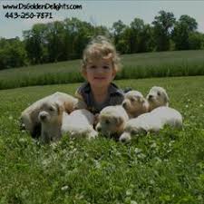 They have more than 15 years of experience breeding healthy golden retriever pups. 56 Golden Retriever Puppies Ideas Golden Retriever Puppies Retriever