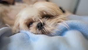 A dog with matted hair will do best initially with a grooming brush that can get through their hair and tease out matting. How To Brush Out Matted Dog Hair Tools Techniques Shih Tzu 4u