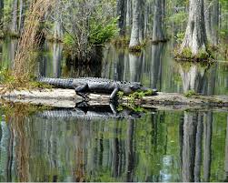 Relocation of alligators in south carolina is illegal. See You Later Alligator Columbia Metropolitan Magazine