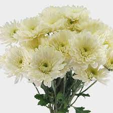 Need to send flowers to houston from the other part of the world? Wholesale Flowers Bulk Flowers Online Blooms By The Box