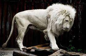 Melanism Albinism Album On Imgur Rare Albino Animals Albino Lion Albino Animals