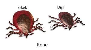 Kene Nedir Ne Demek Nedir Ve Nasil