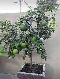 Check spelling or type a new query. Anak Pokok Limau Madu