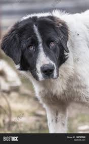 This is certainly a dog that feels at home when outdoors. Bucovina Shepherd Dog Image Photo Free Trial Bigstock