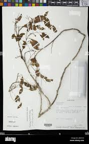Image result for Dalbergia bracteolata