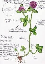 Pin On Gardening Notes