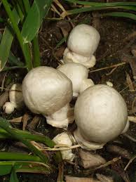If the substrate feels dry to the touch, mist it through the holes in the bag. Destroying Angel Wikipedia