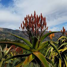 Image result for Aloe barendii