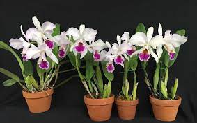 Chadwick Son Orchids Inc On Instagram One Of My Dad S Fine Varieties C Labiata September Mist Am Aos Cattley Orchids Beautiful Orchids Cattleya Orchid