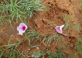 Image result for Ipomoea bolusiana