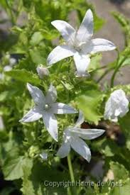 Campanula Poscharskyana Silberregen Schaduwplanten Tuinplanten Astrantia