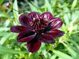 Pin On Best Of Flowers And Flowerthings