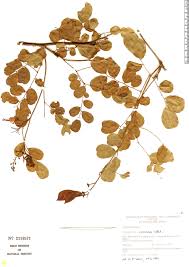 Image result for Caesalpinia cassioides