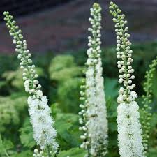 Image result for Bambekea racemosa