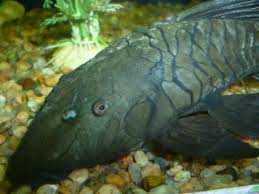 Image result for Pogonochloa