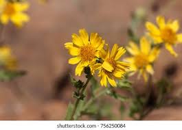 Image result for Hirpicium bechuanense