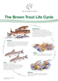For one to five days prior to ovulation, many women will notice an increase in egg white cervical mucus. Trout Lifecycle Wild Trout Trust