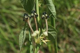 Image result for Ceropegia papillata
