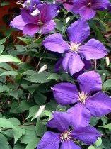 Check spelling or type a new query. Clematis Jackmanii Jackman Clematis
