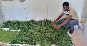 Image result for Astripomoea hyoscyamoides