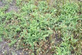 Image result for Cicer