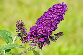 Each pack contains 100 seeds. 8 Beautiful Purple Flowering Shrubs Garden Lovers Club