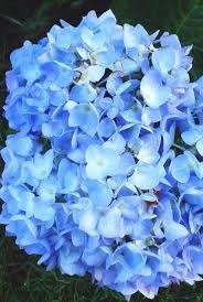 But hardly any animals or plants exhibit a natural blue pigment. Changing The Color Of Hydrangeas Plant Addicts