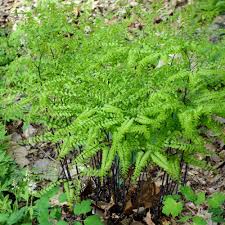 Image result for Adiantum comorense