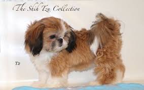 Find shih tzu puppies and breeders in your area and helpful shih tzu information. The Shih Tzu Collection Logan Area Alignable