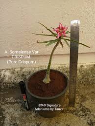 Image result for Ixora mildbraedii