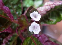 Purple waffle plant, red ivy. Purple Waffle Plant Red Ivy Care Growing Guide