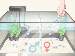 How often do i clean the filter, and what is the best way? How To Care For Baby Guppies With Pictures Wikihow