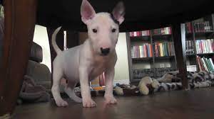 A boston terrier stands between 15 and 17 inches and weighs between 12 and 25 pounds when fully grown. Mini Bull Terrier Zelda First Day Home Youtube