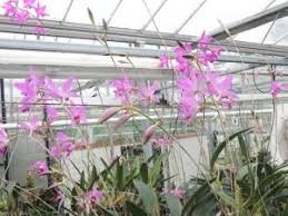 Very small and inconspicuous, and is now listed as an endangered species in britain. Wsbeorchids The Home Of The Writhlington Orchid Project