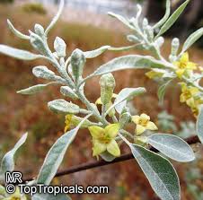 Image result for Rinorea angustifolia