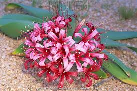 Image result for Ammocharis coranica