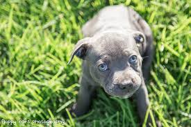 We had a brindle staffy pair who threw blues and they were the cutest little potatoes. Staffy Puppies Brisbane