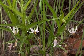 Image result for Walleria nutans